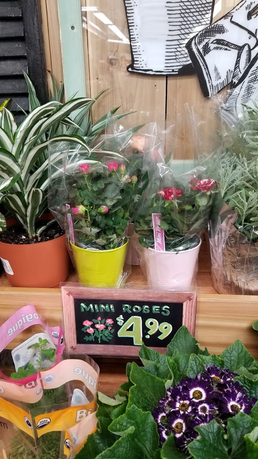 Trader Joe’s $5 Mini Potted Roses — keeping them alive and blooming for ...